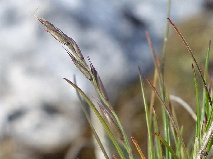 Festuca alpina