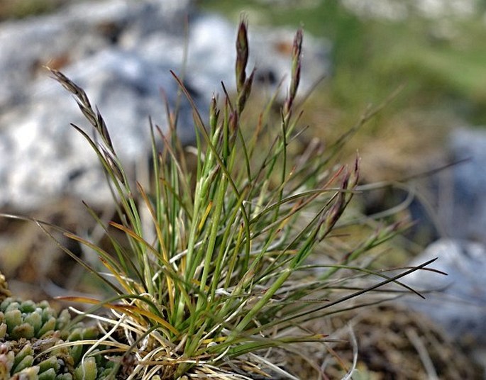 Festuca alpina