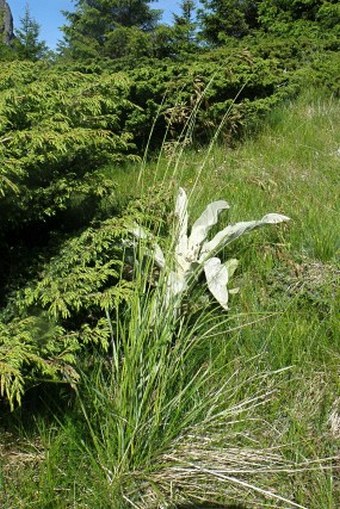 Festuca paniculata