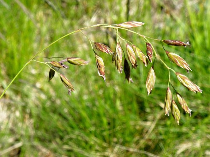 FESTUCA PANICULATA (L.) Schinz et Thell. – kostřava / kostrava