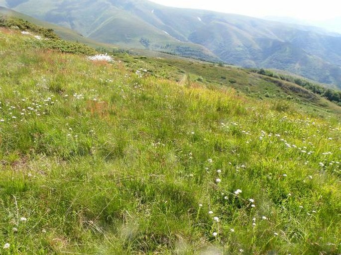 Festuca paniculata