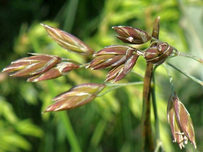 Festuca paniculata