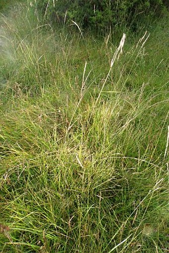 Festuca abyssinica