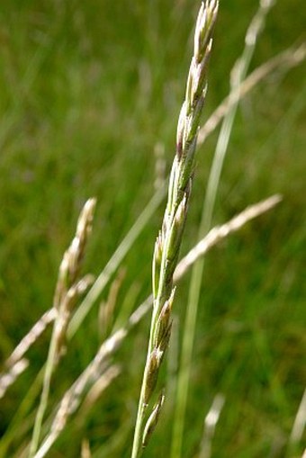 Festuca abyssinica