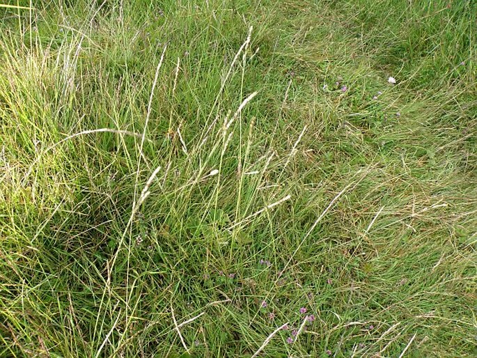 Festuca abyssinica