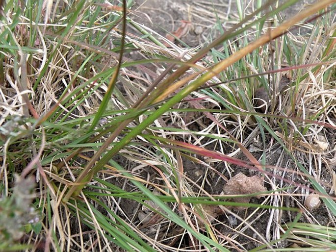 Festuca abyssinica