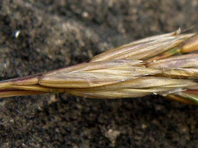 Festuca abyssinica