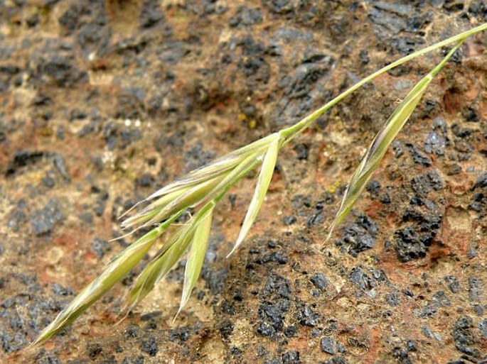 FESTUCA MACROPHYLLA Hochst. ex A. Rich. – kostřava / kostrava