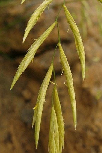 Festucopsis serpentini