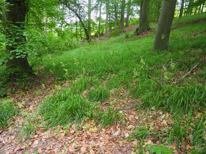 Festuca drymeja