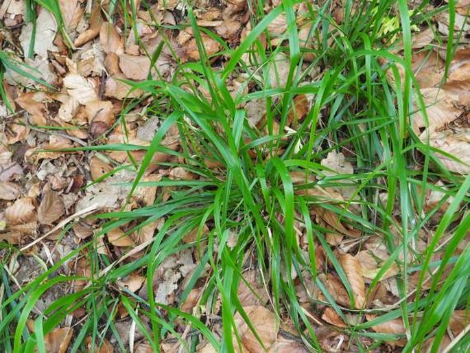 Festuca drymeja