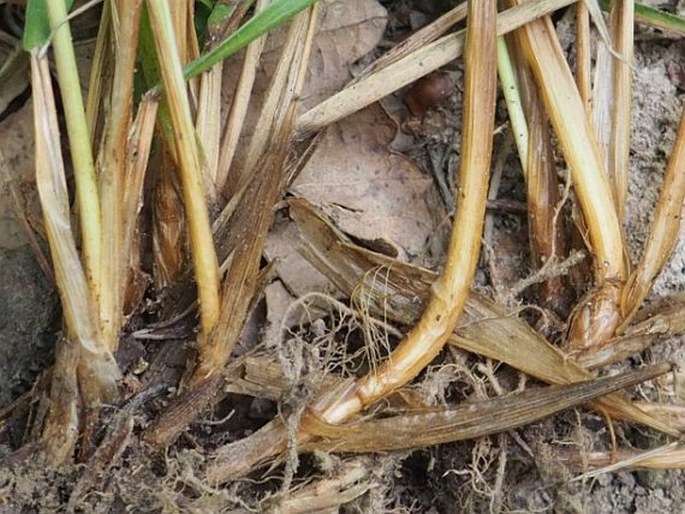 Festuca drymeja