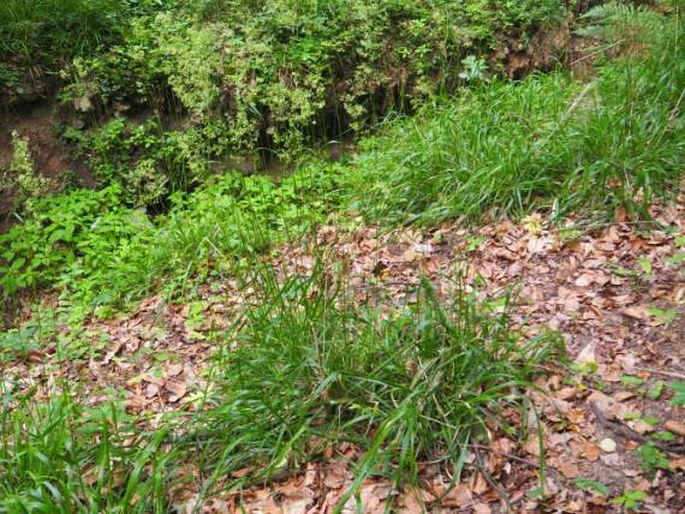 Festuca drymeja