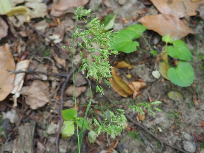 Festuca drymeja