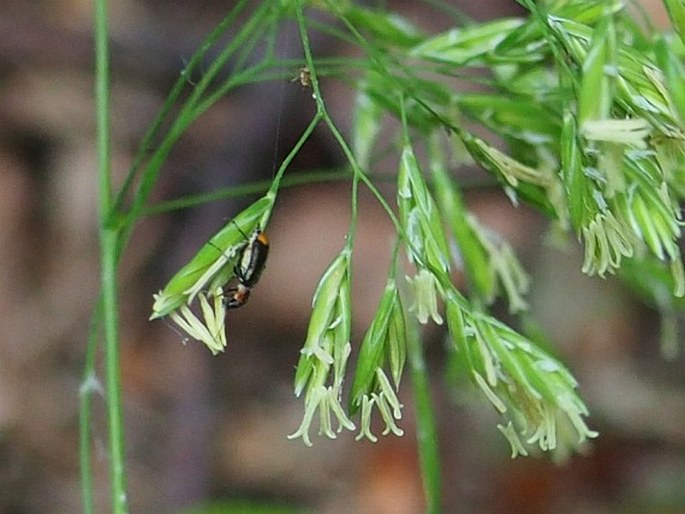 Festuca drymeja