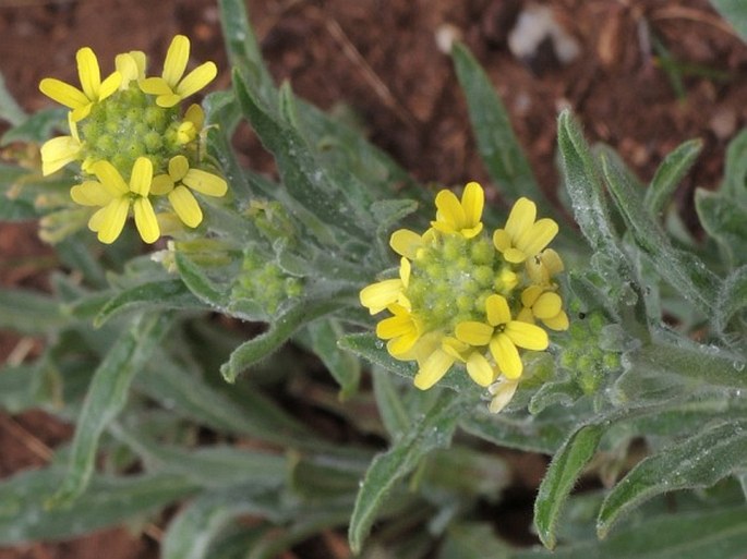 FIBIGIA CLYPEATA (L.) Medik.