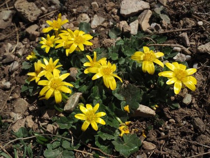 FICARIA FICARIOIDES (Bory et Chaub.) Halácsy - orsej / blyskáč