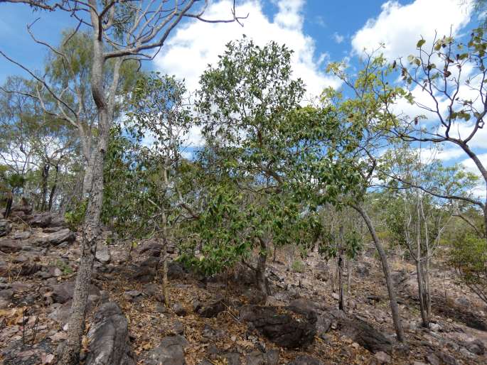 Ficus brachypoda