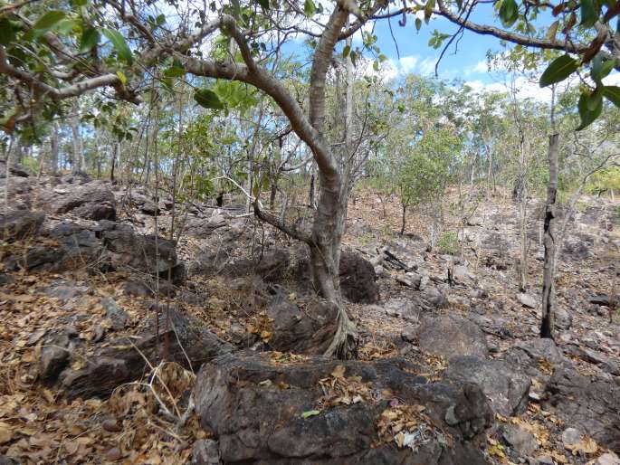 Ficus brachypoda