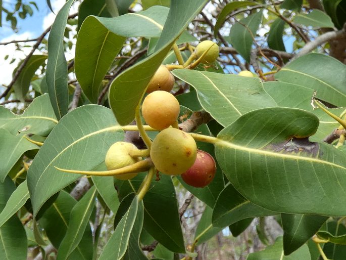 Ficus brachypoda