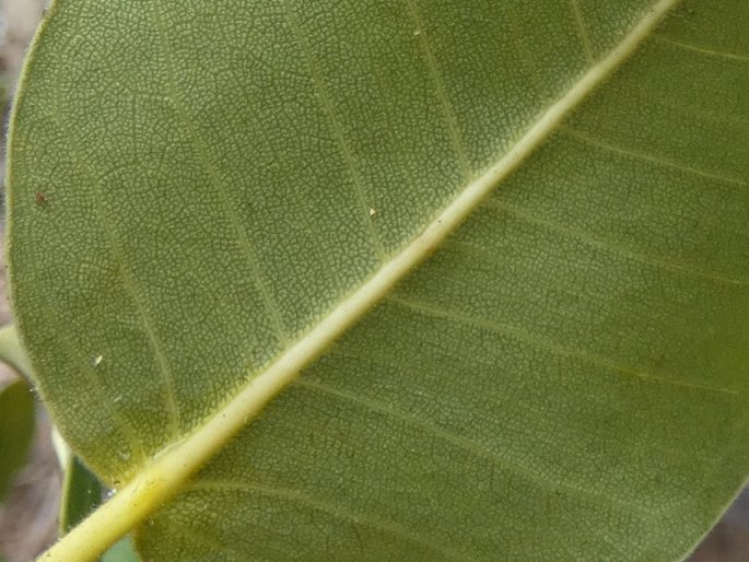 Ficus brachypoda