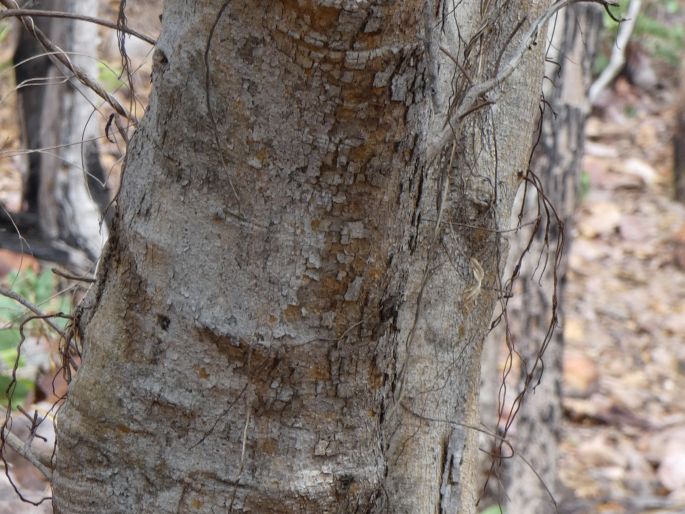 Ficus brachypoda