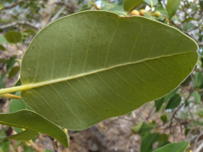 Ficus brachypoda