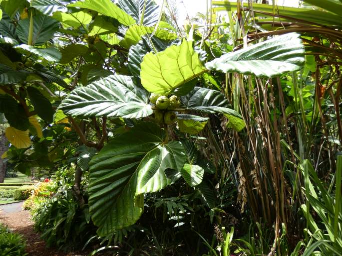 Ficus dammaropsis