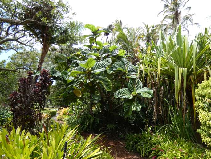 Ficus dammaropsis