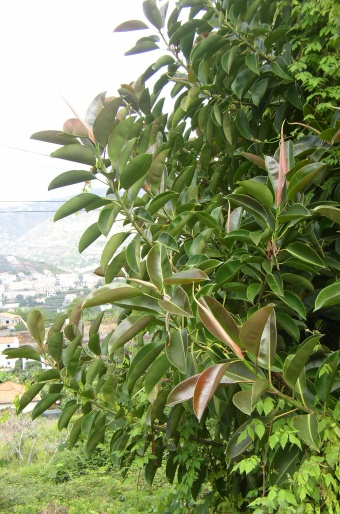 Ficus elastica