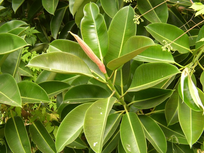 Ficus elastica