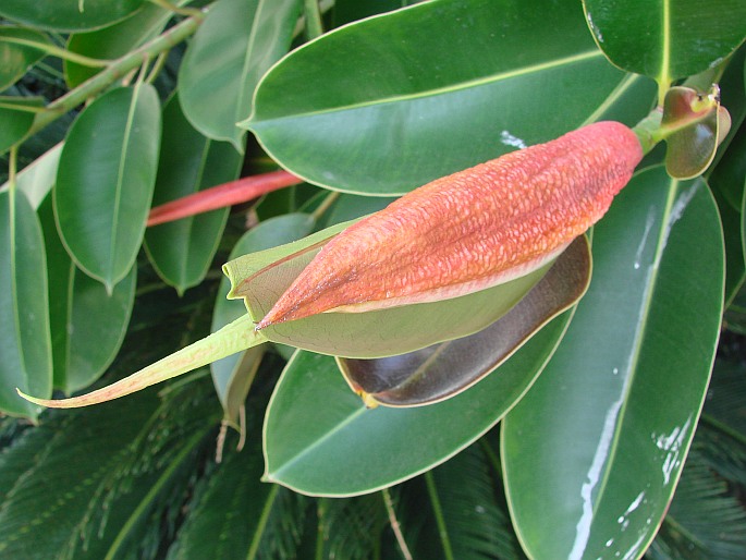 Ficus elastica