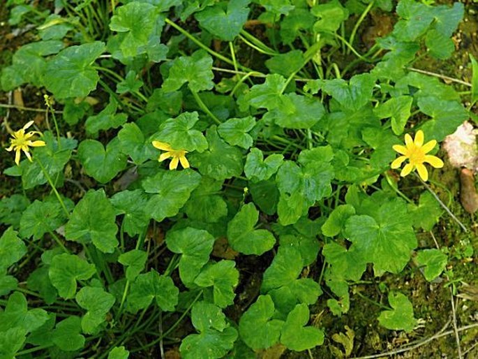 Ficaria verna subsp. fertilis