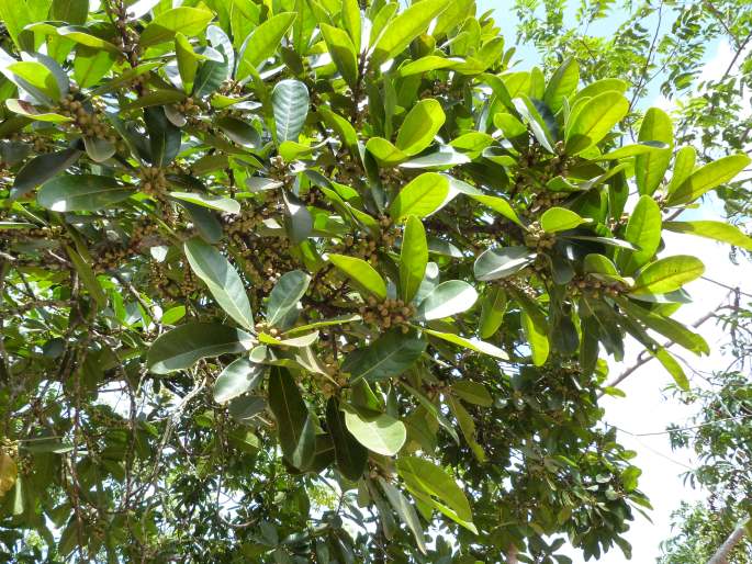 Ficus americana subsp. guianensis