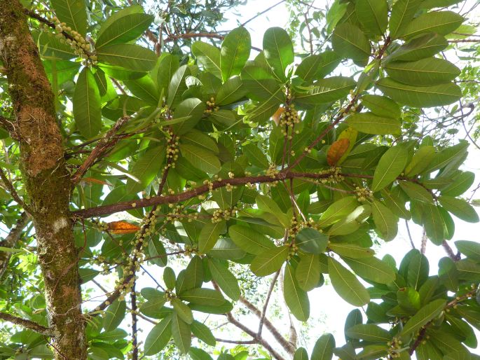 Ficus americana subsp. guianensis