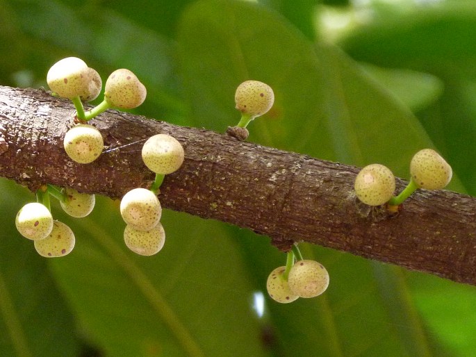 Ficus americana subsp. guianensis