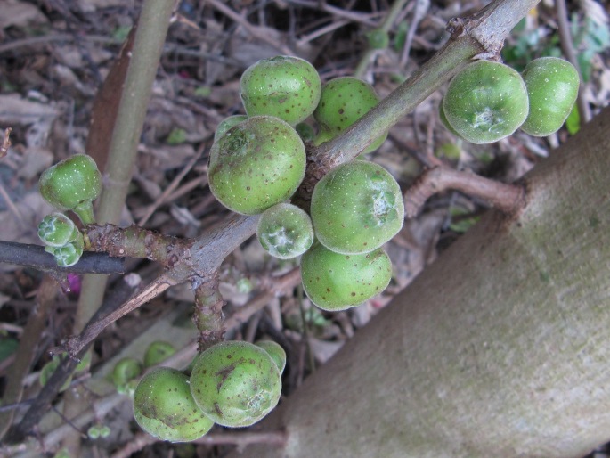 Ficus hispida