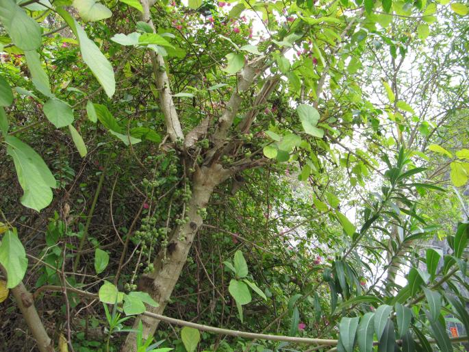 Ficus hispida