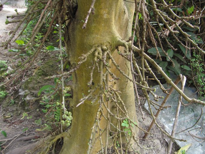 Ficus hispida