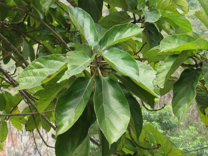 Ficus hispida