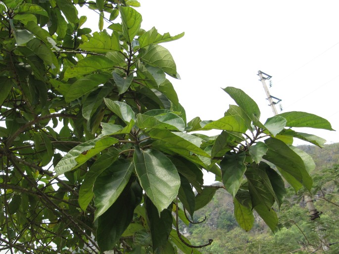 Ficus hispida