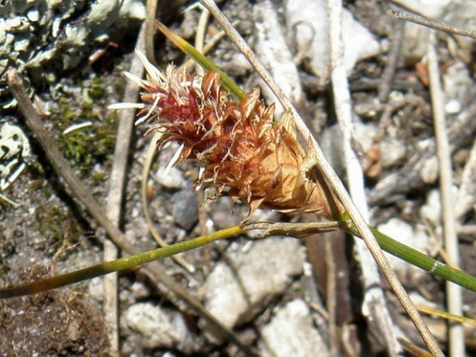 Ficinia nigrescens