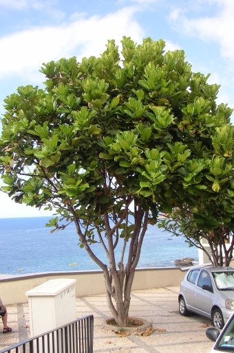 Ficus lyrata