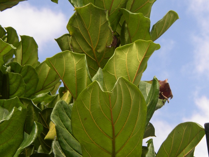 Ficus lyrata