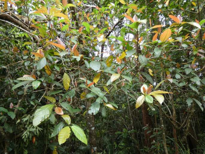 Ficus congesta