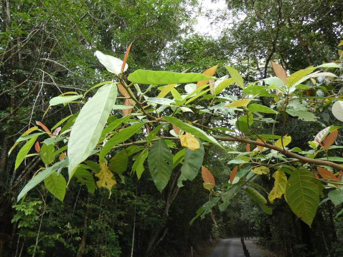 Ficus congesta