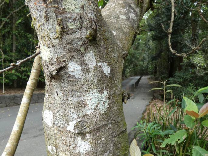 Ficus congesta