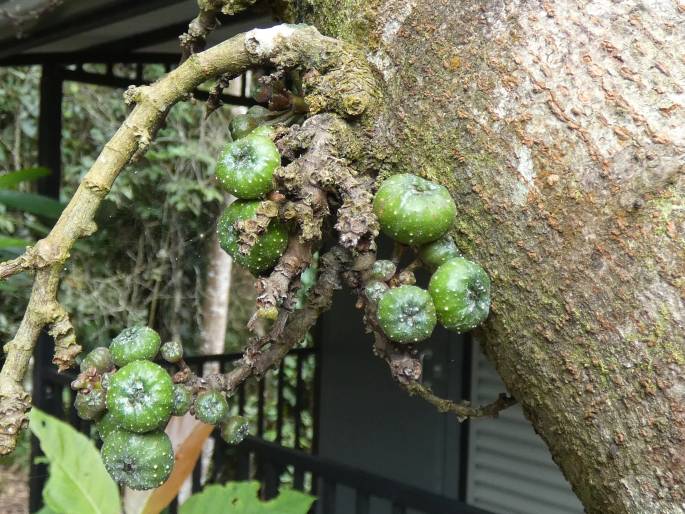 Ficus congesta