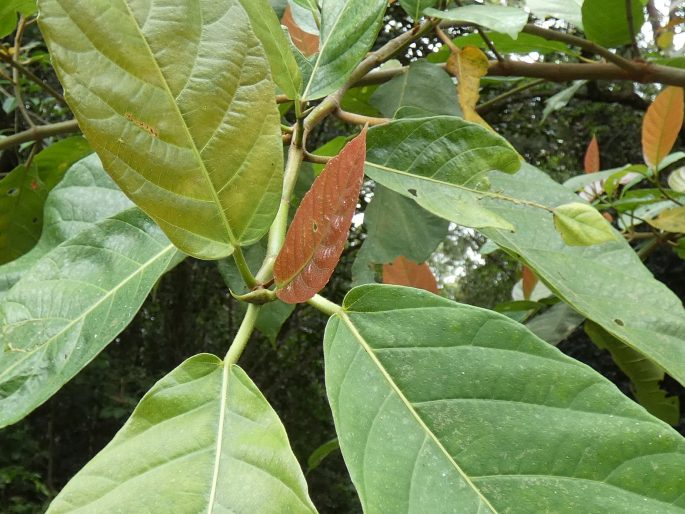 Ficus congesta