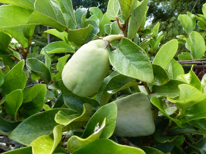 Ficus pumila